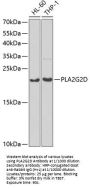 Phospholipase A2, Group II D (PLA2G2D) Antibody