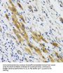 Phospholipase A2, Group II D (PLA2G2D) Antibody