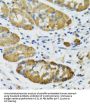 Phospholipase A2, Group II D (PLA2G2D) Antibody