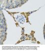 Phospholipase A2, Group II D (PLA2G2D) Antibody