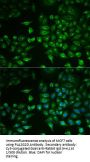 Phospholipase A2, Group II D (PLA2G2D) Antibody
