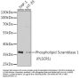 Phospholipid Scramblase 1 (PLSCR1) Antibody