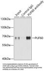 Poly(U) Binding Splicing Factor 60 (PUF60) Antibody