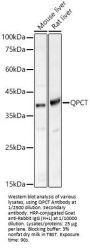 Glutaminyl-Peptide Cyclotransferase (QPCT) Antibody