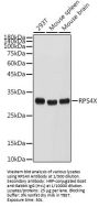 Ribosomal Protein S4, X-Linked (RPS4X) Antibody