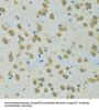 Ribosomal Protein S7 (RPS7) Antibody