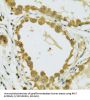 Ribosomal Protein S7 (RPS7) Antibody