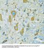 Ribosomal Protein S7 (RPS7) Antibody