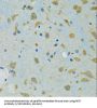 Ribosomal Protein S7 (RPS7) Antibody