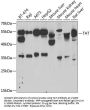 Tyrosine Aminotransferase (TAT) Antibody
