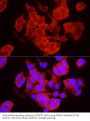 Three Prime Repair Exonuclease 1 (TREX1) Antibody