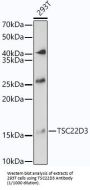 TSC22 Domain Family, Member 3 (TSC22D3) Antibody