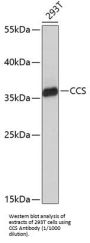 Copper Chaperone For Superoxide Dismutase (CCS) Antibody