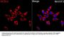 Acyl-CoA Synthetase Long Chain Family Member 4 (ACSL4) Antibody