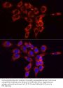 Acyl-CoA Synthetase Long Chain Family Member 4 (ACSL4) Antibody