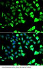 E3 Ubiquitin-Protein Ligase XIAP (XIAP) Antibody