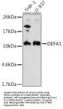 Defensin Alpha 1, Neutrophil (DEFA1) Antibody