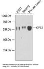 COP9 Signalosome Complex Subunit 1 (GPS1) Antibody