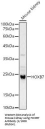 Homeobox Protein Hox-B7 (HOXB7) Antibody