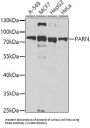 Poly A Specific Ribonuclease (PARN) Antibody