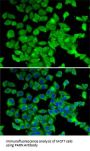 Poly A Specific Ribonuclease (PARN) Antibody