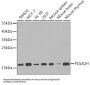 RNA Polymerase II Subunit H (POLR2H) Antibody