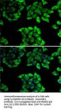 Peptidylprolyl Isomerase D / CYPD (PPID) Antibody