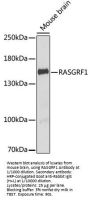 Ras-Specific Guanine Nucleotide-Releasing Factor 1 (RASGRF1) Antibody