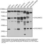 Serine/Threonine Kinase 3 (STK3) Antibody
