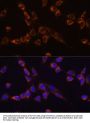 Serine/Threonine Kinase 3 (STK3) Antibody