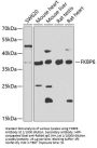 FK506 Binding Protein 6 (FKBP6) Antibody