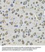 Protein Disulfide Isomerase A6 (PDIA6) Antibody