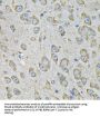 Protein Disulfide Isomerase A6 (PDIA6) Antibody