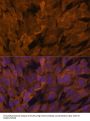Signal Transducing Adaptor Molecule 2 (STAM2) Antibody