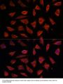 Signal Transducing Adaptor Molecule 2 (STAM2) Antibody