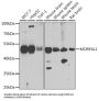 Mortality Factor 4 Like 1 (MORF4L1) Antibody