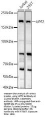Regulator of Nonsense Transcripts 2 (UPF2) Antibody