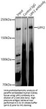 Regulator of Nonsense Transcripts 2 (UPF2) Antibody