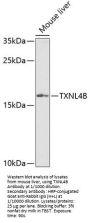 Thioredoxin-Like Protein 4B (TXNL4B) Antibody