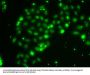 Thioredoxin-Like Protein 4B (TXNL4B) Antibody