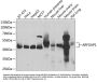 ADP-Ribosylation Factor GTPase Activating Protein 1 (ARFGAP1) Antibody