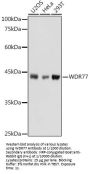 Methylosome Protein 50 (WDR77) Antibody