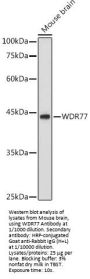 Methylosome Protein 50 (WDR77) Antibody