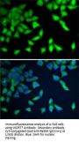 Methylosome Protein 50 (WDR77) Antibody
