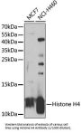 Histone Cluster 2, H4b (HIST2H4B) Antibody