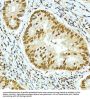 Histone Cluster 2, H4b (HIST2H4B) Antibody