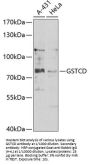 Glutathione S Transferase C-Terminal Domain Containing Protein (GSTCD) Antibody