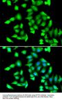Glutathione S Transferase C-Terminal Domain Containing Protein (GSTCD) Antibody