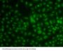 Krueppel-Like Factor 3 (KLF3) Antibody