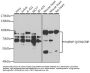 Synaptotagmin Binding Cytoplasmic RNA Interacting Protein (SYNCRIP) Antibody
